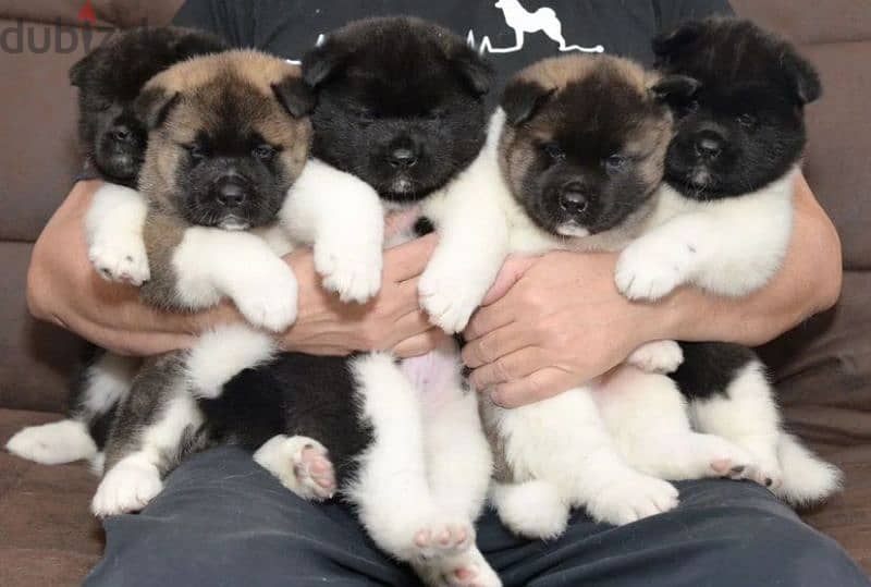 American Akita puppy boy from Russia 2