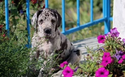 great Dane marble boy from Russia