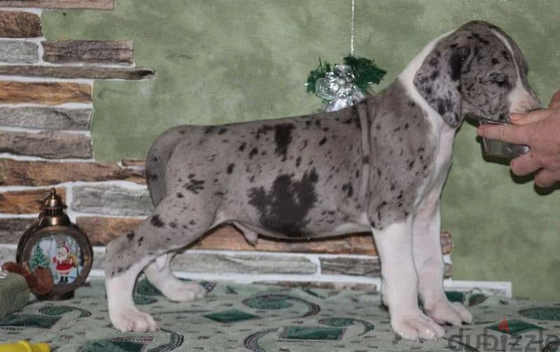 great Dane marble boy from Russia 1