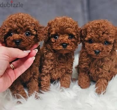 Toy poodle