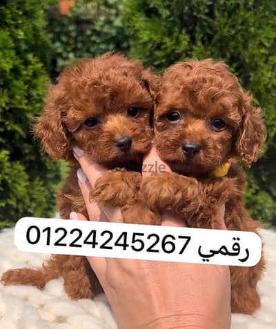 toy poodle