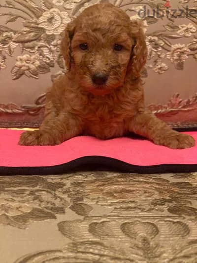 toy poodle dog 45 days كلب بودل للبيع لغرض السفر