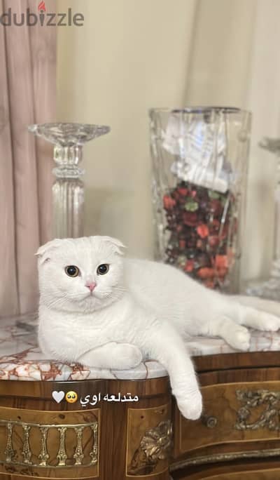 White Scottish fold female