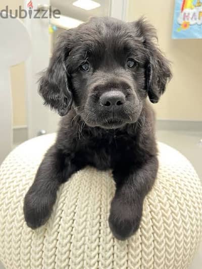 black golden retriever بلاك جولدن ريتريفر