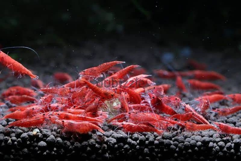 Red Cherry Shrimp 1