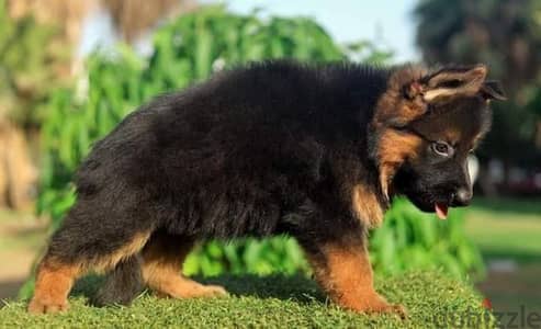 جيرمن شيبرد German shepherd puppy showline long hair pure بيور 100%