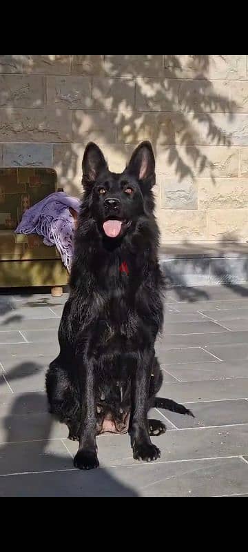 German shepherd black high quality