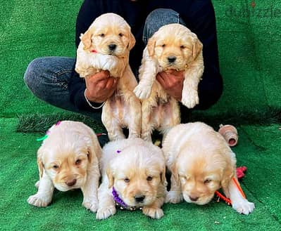 top quality of golden retriever puppies