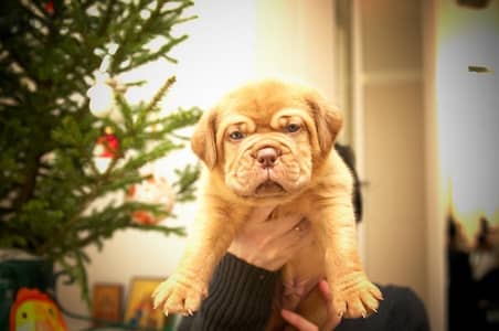 French mastiff boy from Russia