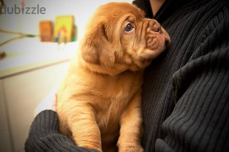 French mastiff boy from Russia 1