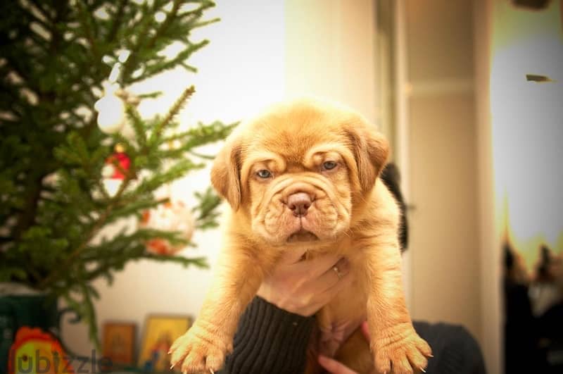 French mastiff boy from Russia 3