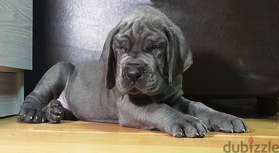 Great Dane Blue Puppy Boy From Russia