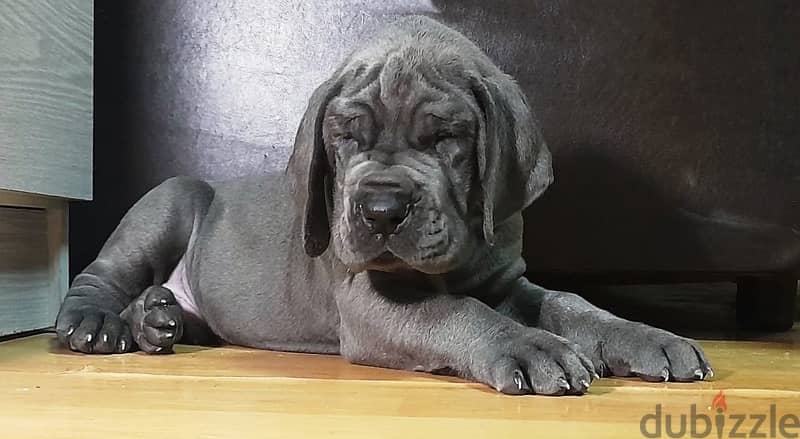 Great Dane Blue Puppy Boy From Russia 0