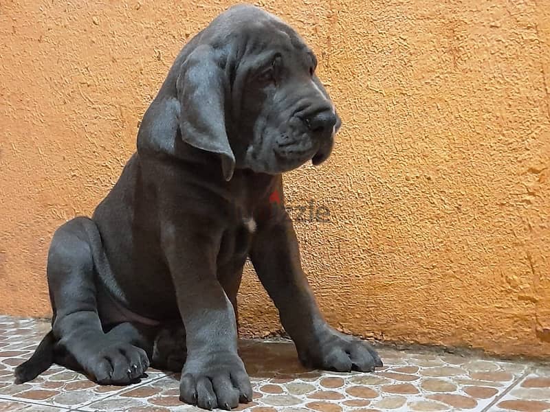 Great Dane Blue Puppy Boy From Russia 1