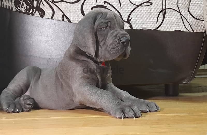 Great Dane Blue Puppy Boy From Russia 2