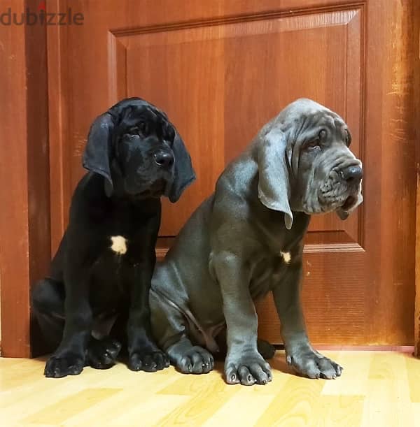 Great Dane Blue Puppy Boy From Russia 3