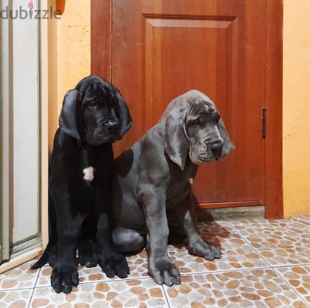 Great Dane Blue Puppy Boy From Russia 4