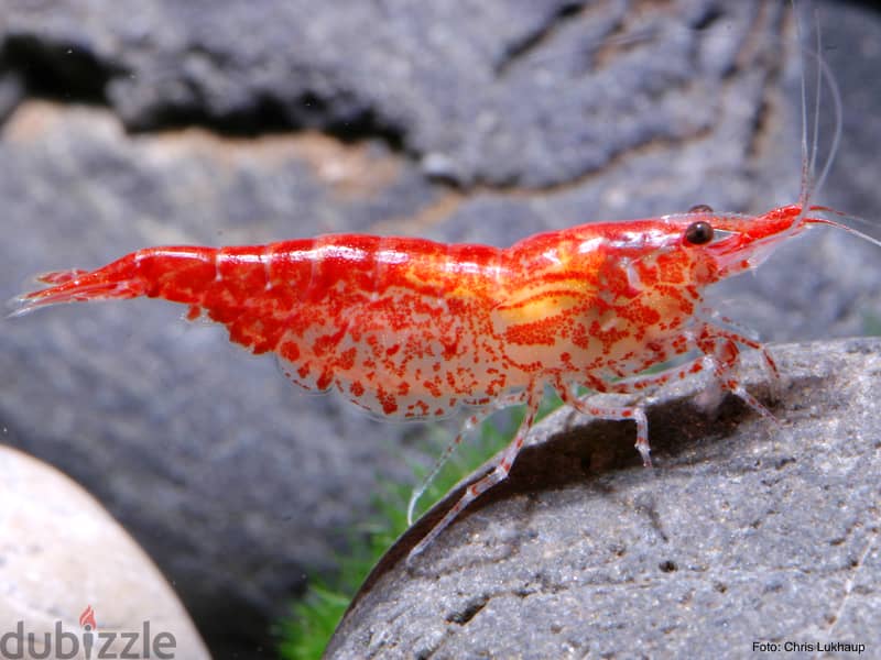 yellow shrimp & red shrimp 8