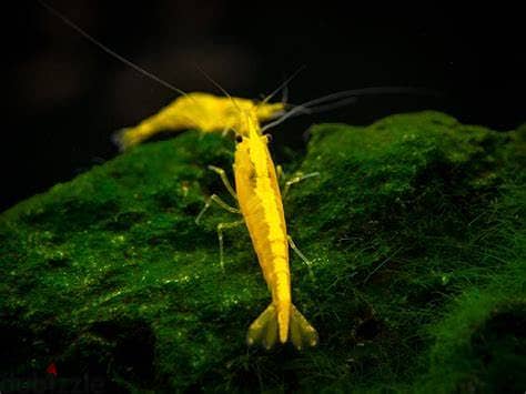 yellow shrimp & red shrimp 2