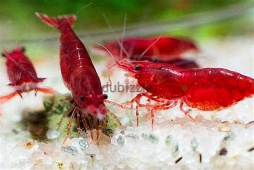 yellow shrimp & red shrimp 3