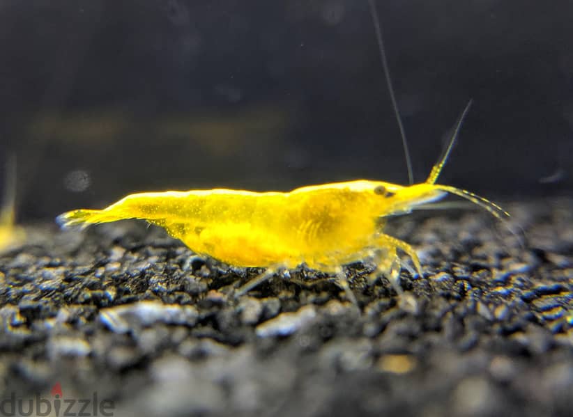 yellow shrimp & red shrimp 4