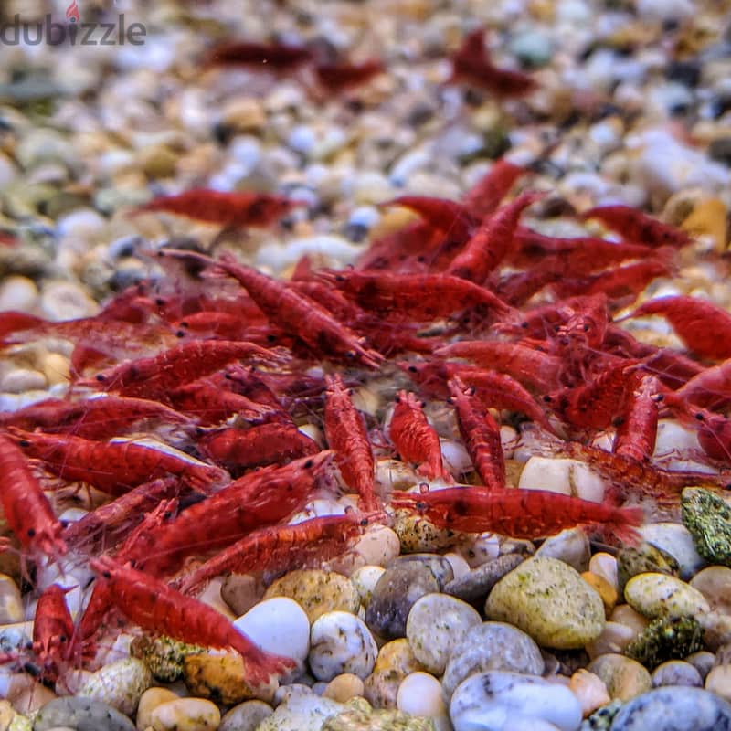 yellow shrimp & red shrimp 5