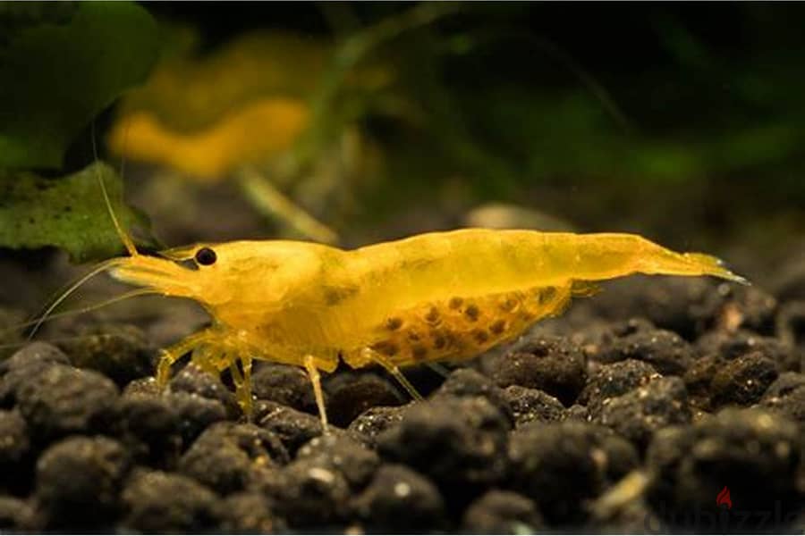 yellow shrimp & red shrimp 6