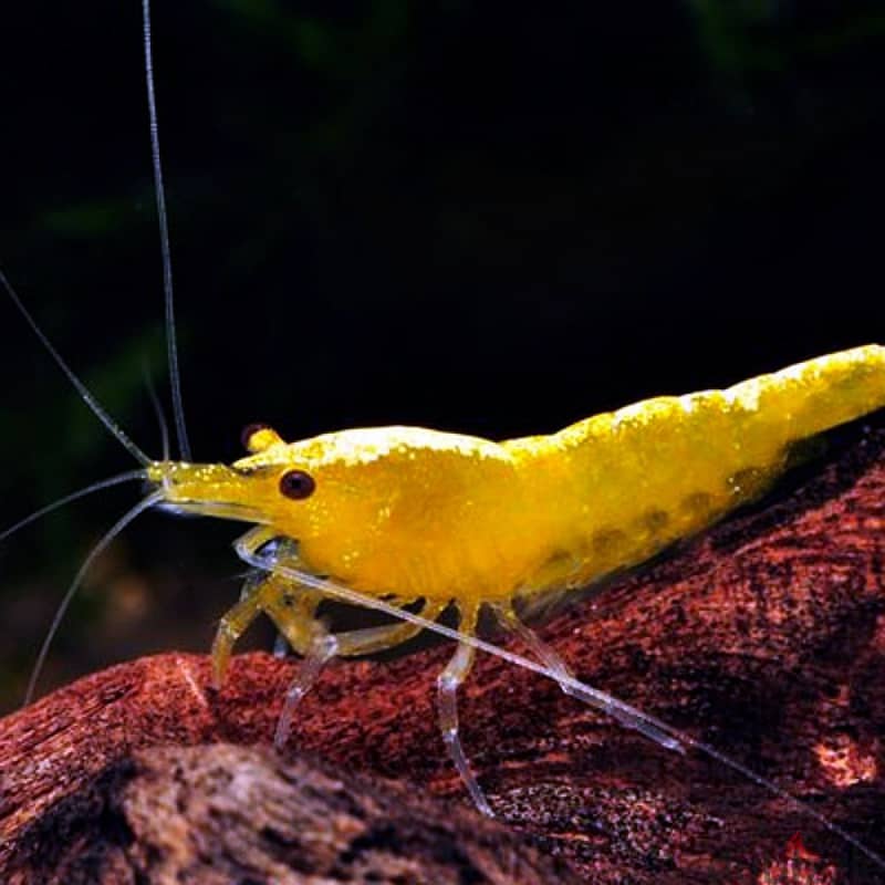yellow shrimp & red shrimp 7