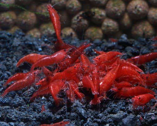 yellow shrimp & red shrimp 9