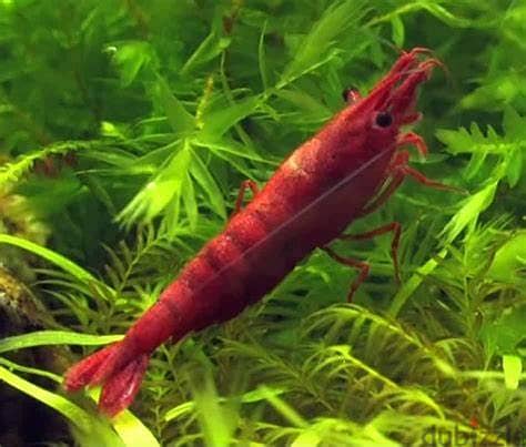 yellow shrimp & red shrimp 10