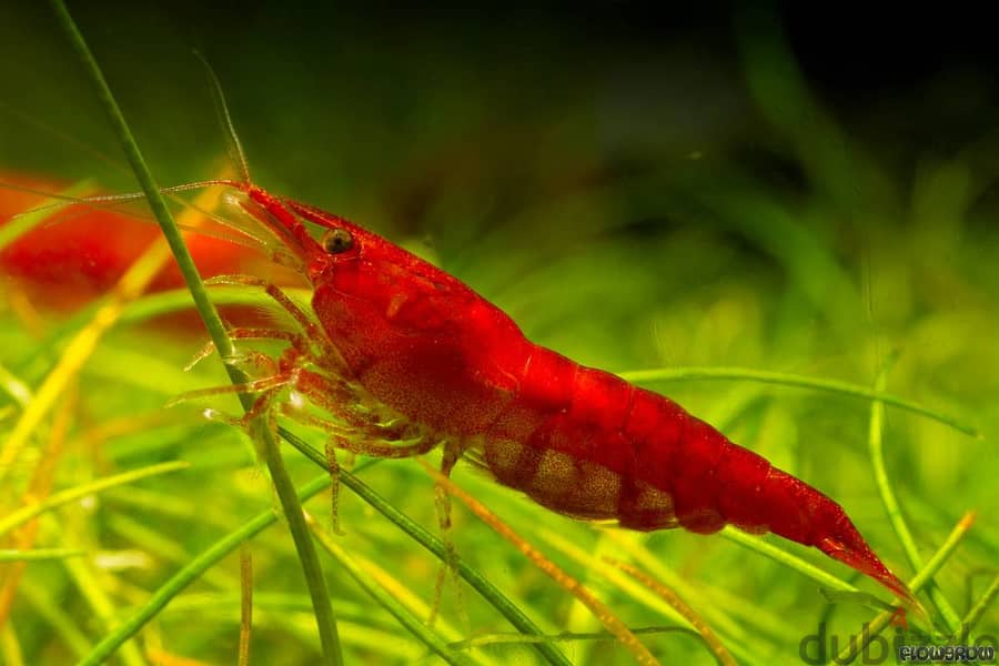 yellow shrimp & red shrimp 11