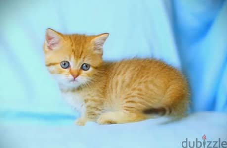 munchkin kitten boy from Russia