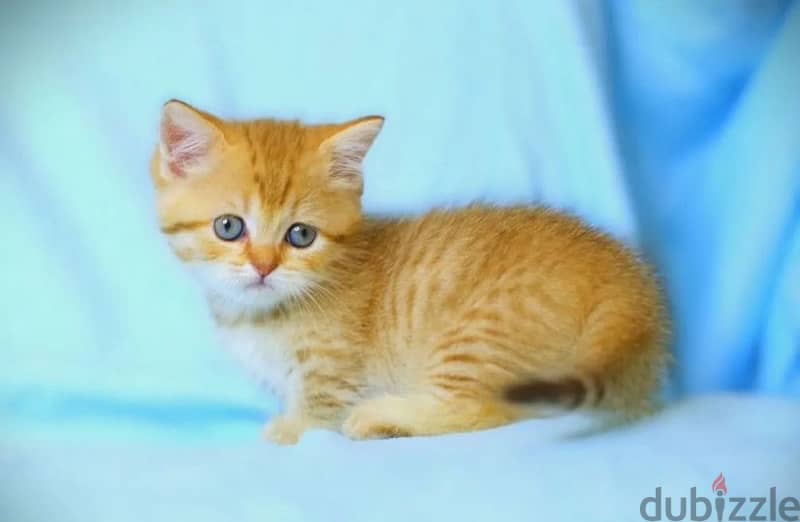 munchkin kitten boy from Russia 0