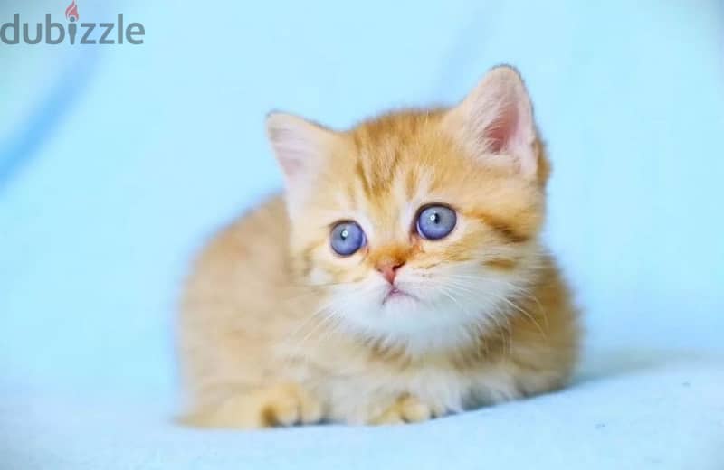 munchkin kitten boy from Russia 1