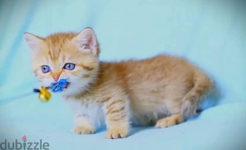 munchkin kitten boy from Russia 2