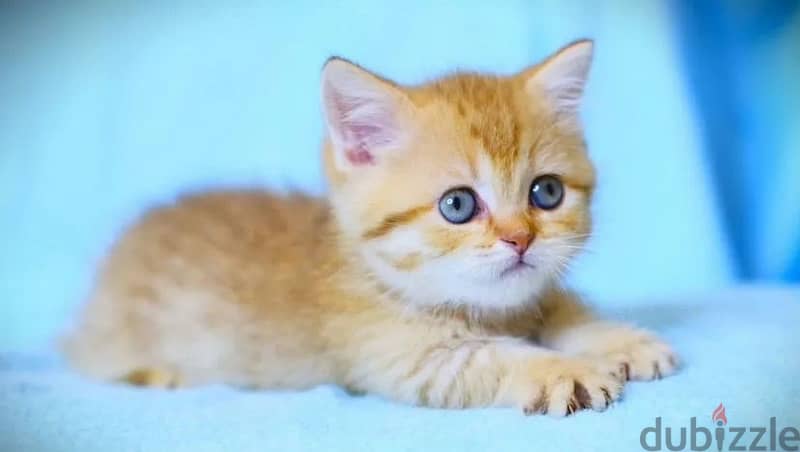 munchkin kitten boy from Russia 3