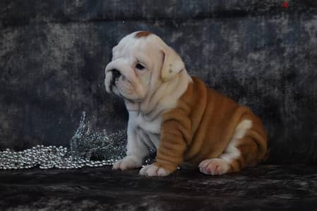 luxurious English bulldog handsome men from Russia