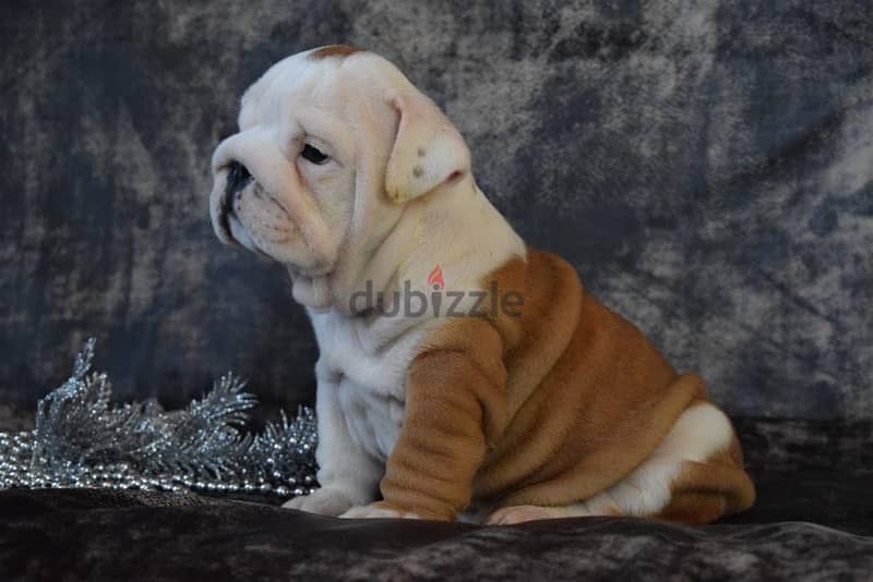 luxurious English bulldog handsome men from Russia 1