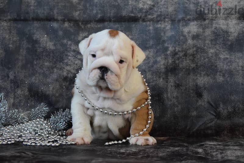 luxurious English bulldog handsome men from Russia 3