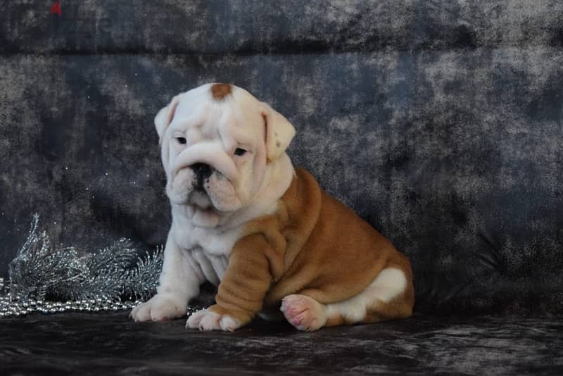 luxurious English bulldog handsome men from Russia 4