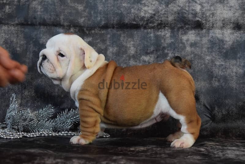 luxurious English bulldog handsome men from Russia 5