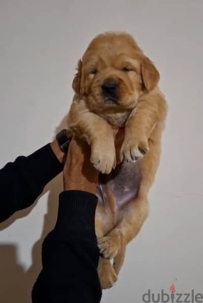 golden retriever puppies