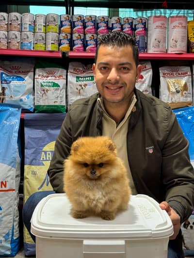 pomeranian