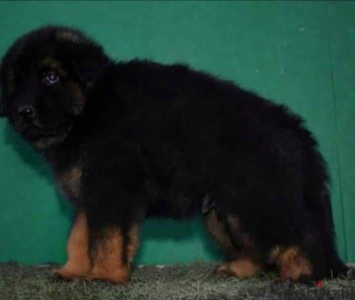 Male German shepherd puppies Female جراوي جيرمن شيبرد ذكر ولد بنت انثي 2