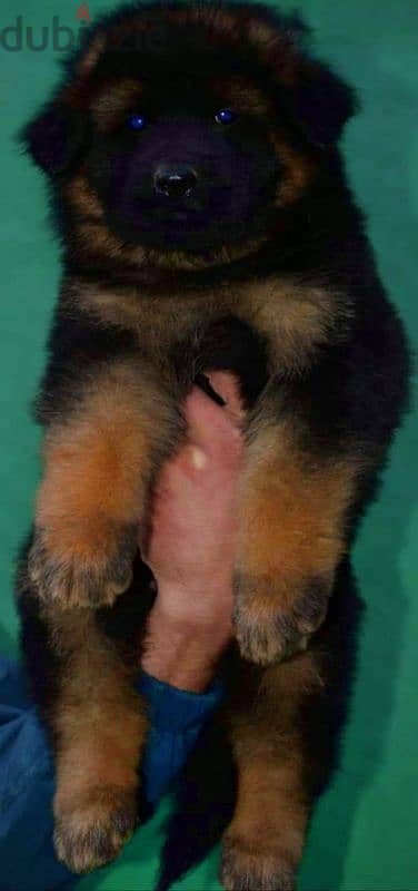 Male German shepherd puppies Female جراوي جيرمن شيبرد ذكر ولد بنت انثي 3