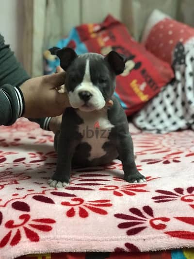 Puppy نتاية بولي American bully female