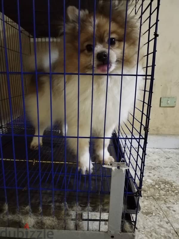 بوميرنيان بومرينان بومرينين pomeranian poodle 0