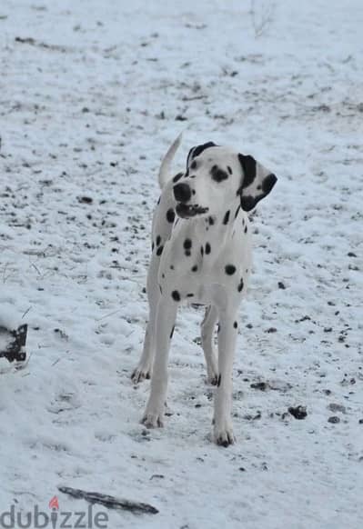 Dalmatian puppy female from Russia