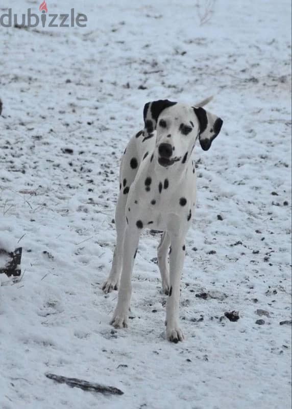 Dalmatian puppy female from Russia 1