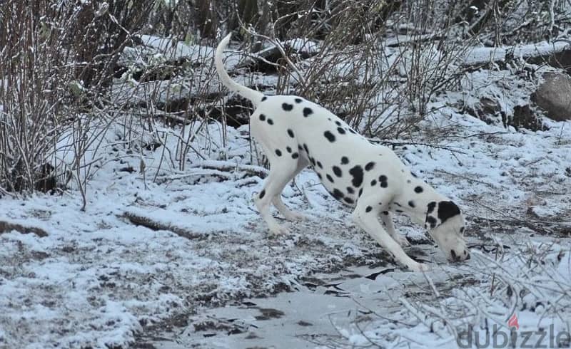 Dalmatian puppy female from Russia 2